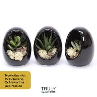 Succulent in varieties TRULY Egg Black - NON-CITES