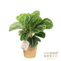 Calathea ´Green´ - COCOZ