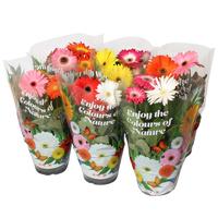 Gerbera Patio 2 colours in pot 3+ flowers