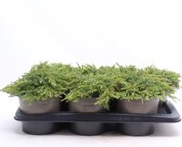 Juniperus com. Green Carpet