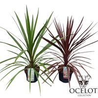 Cordyline aus. Basic Mix