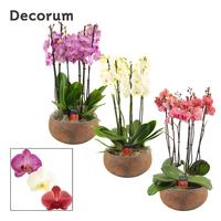 Phalaenopsis hybrid Yara symphony mix (Deco-collection)