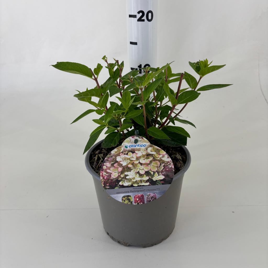 Picture of Hydrangea pan. Pastel Green P19 (3 Ltr)