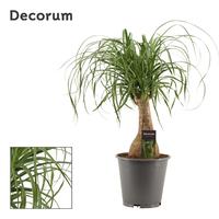 Nolina recurvata containerpot