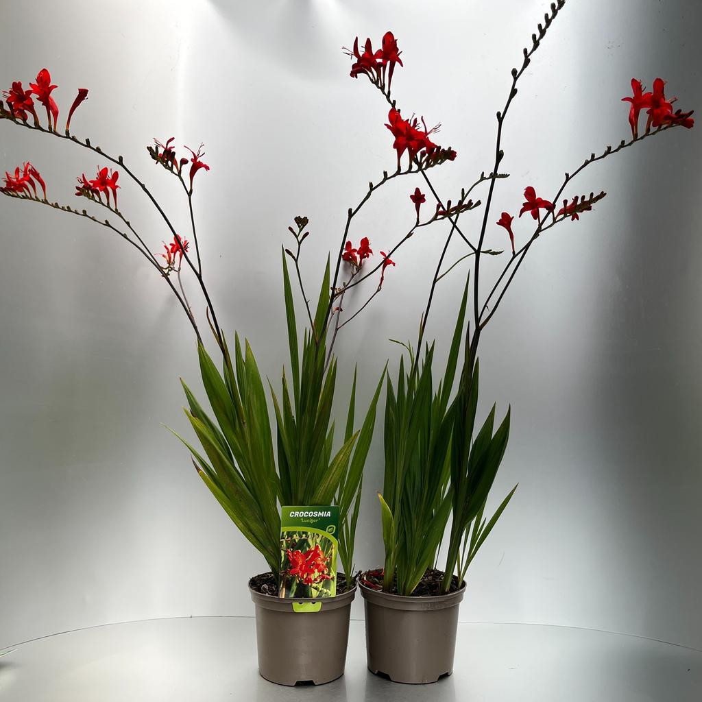 Bild von Crocosmia Lucifer P17 (2 Ltr)
