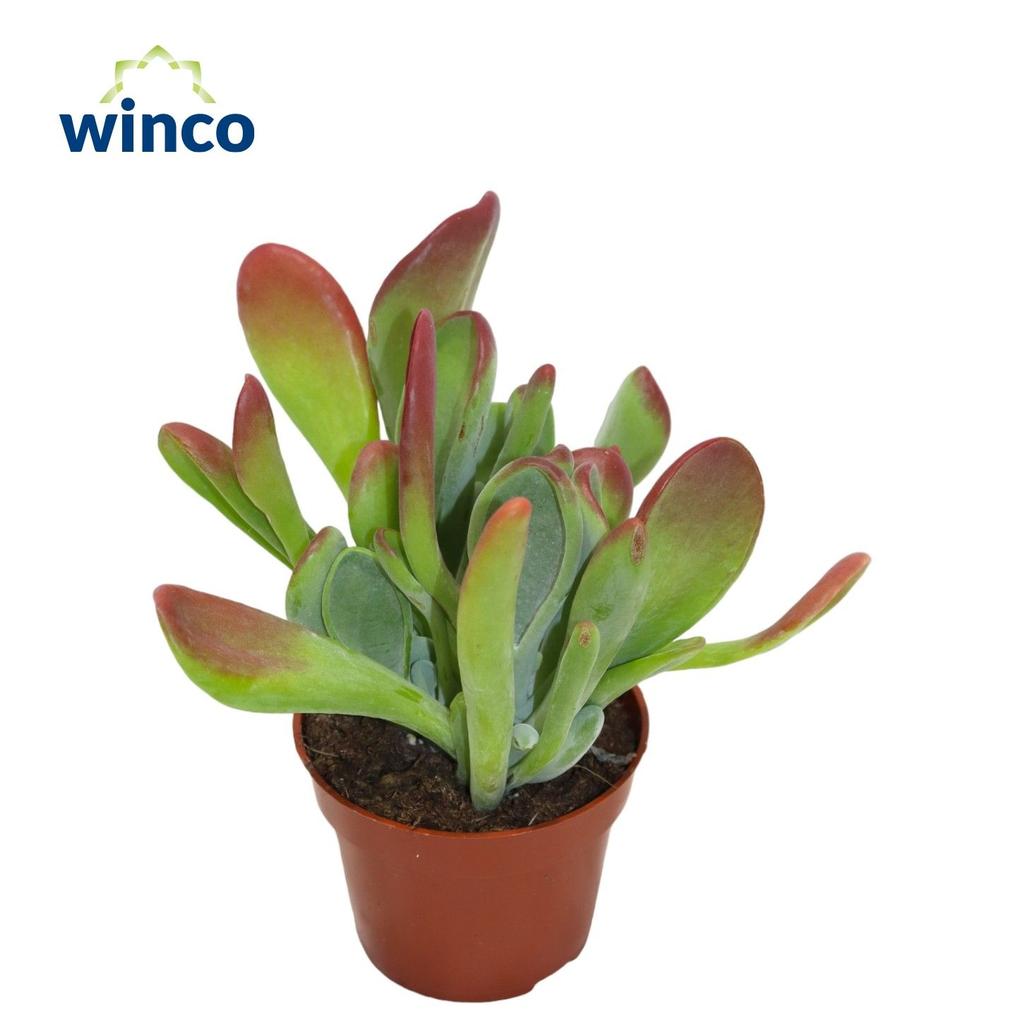 Picture of Kalanchoe Oricula (red) P8 18cm
