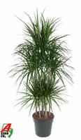 Dracaena Marginata 90-carrousel