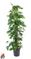 Epipremnum Pinnatum Moss Stick
