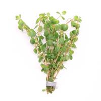 Rotala rotundifolia BUNDEL 5cm Tray 10 × 60 £ 1.20 (Tray) £ 1.18 Shelf £ 1.18 Trolley Tray £ 1.20 × 10 (0.3%)