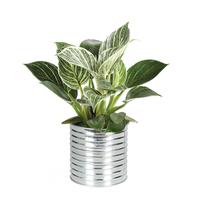 Philodendron White Measure Zinc Can