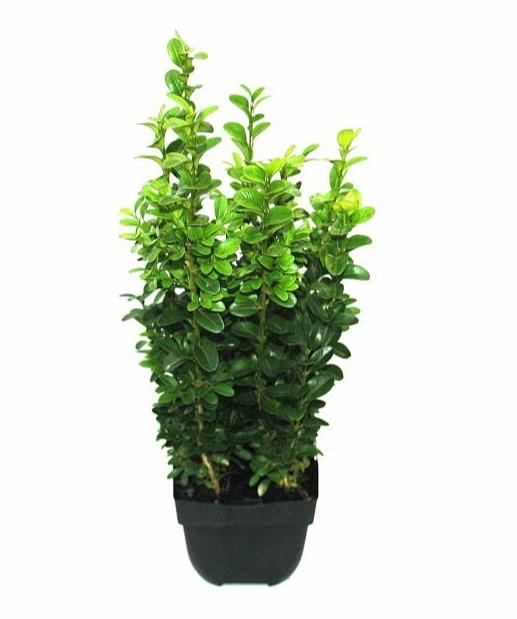 Picture of Buxus sempervirens P13