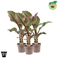 Musa (Ensete) Maurelli