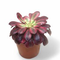 Aeonium Medusa