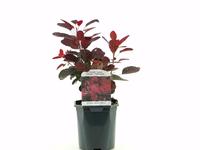 Cotinus cogg. 'Royal Purple