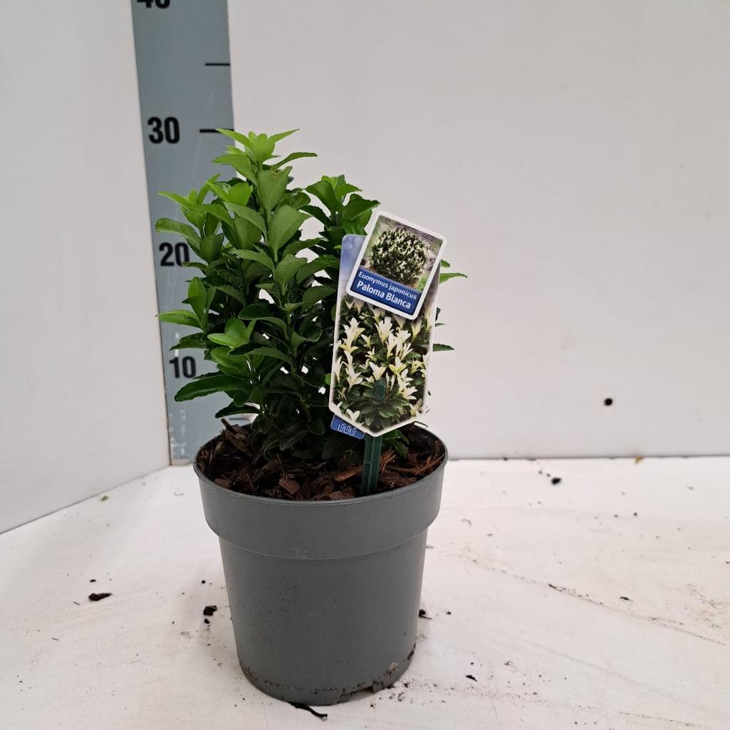 Picture of Euonymus jap. Paloma Blanca P13