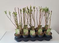 Salix bab. Tortuosa