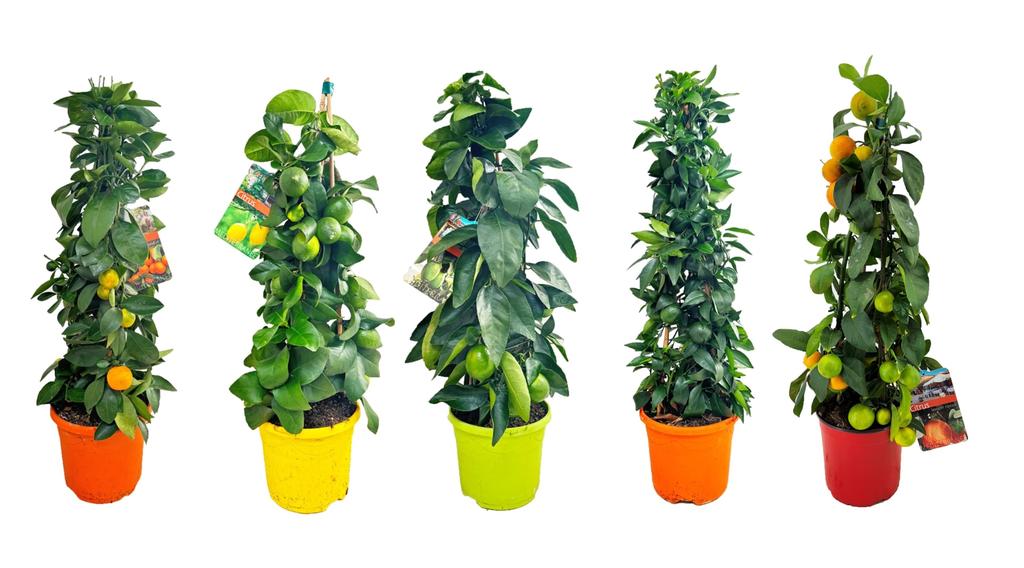 Picture of Citrus in varieties P19 (3 Ltr) 70CM