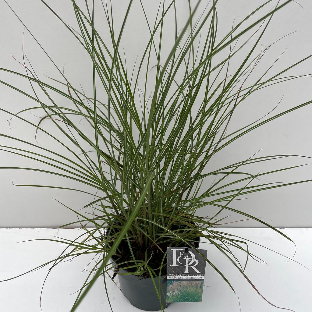 Picture of Miscanthus Kleine Silberspinne P19 (3 Ltr)