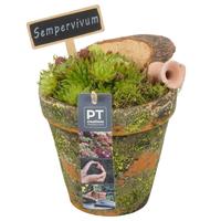 PTS7404 Arrangement Sempervivum in terracotta pot