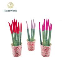 Sansevieria VELVET TOUCHZ® Tainted Love Papercup Love label