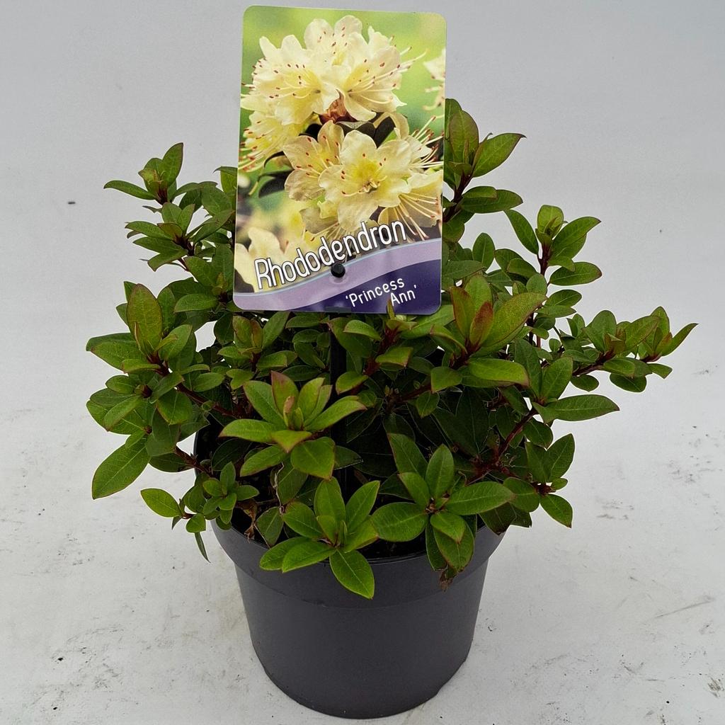 Picture of Rhododendron Princess Ann P17 (2 Ltr)