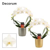 Phalaenopsis hybrid bow White in Gabriël (Deco-collection)