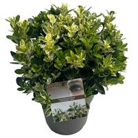 Euonymus jap. Pierrolino