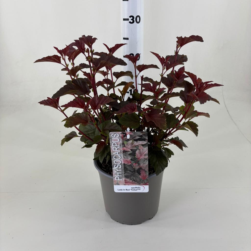 Billede af Physocarpus opu. Lady in Red P19 (3 Ltr)