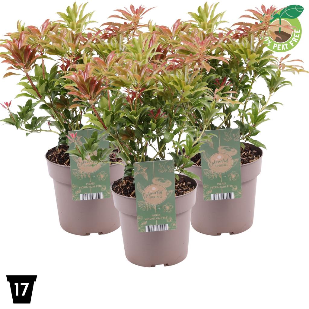 Picture of Pieris jap. Mountain Fire P17 (2 Ltr) Peat Free