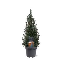 Picea gl. Sanders Blue