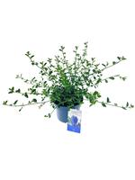 Ceanothus thyrsiflorus var. repens