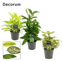 Dracaena in varieties