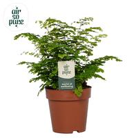 Adiantum Fritz Luthi - Air So Pure (INDOOR)