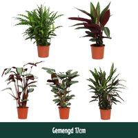 Calathea Mix layer