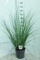 Cortaderia sell. Junior