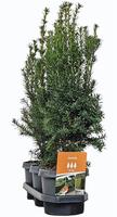 Hedgeline Taxus media Hicksii