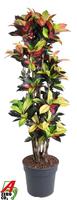 Codiaeum Mrs Iceton branched