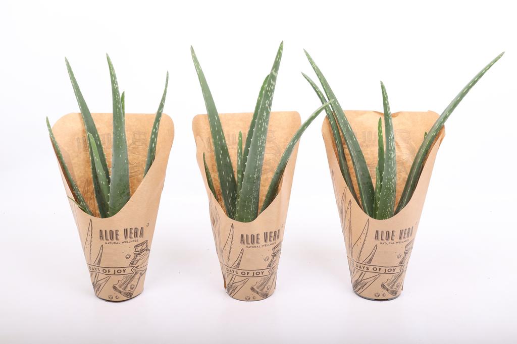 Picture of Aloë Vera Natural Wellness P10.5 30CM