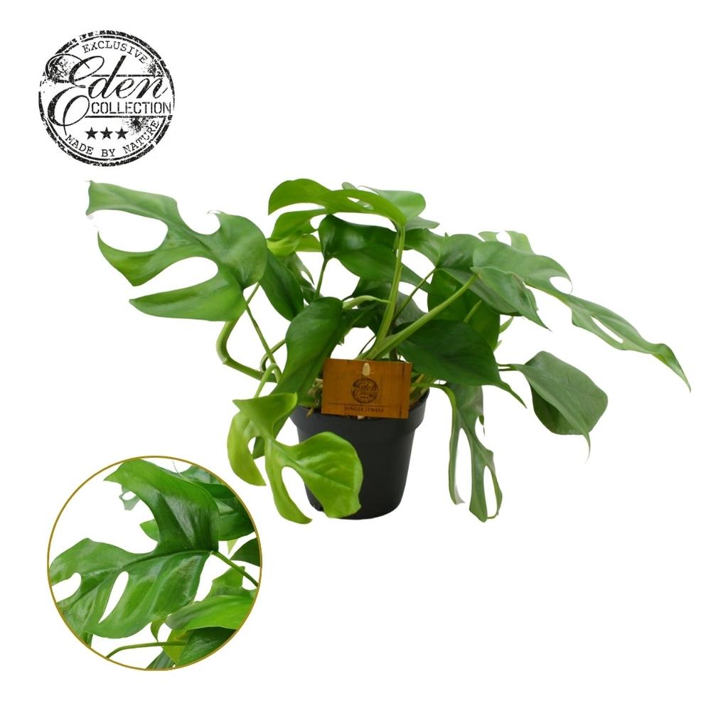 Picture of Monstera minima P12 30CM