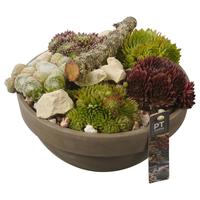 PTS7412 Arrangement Sempervivum in terracotta bowl