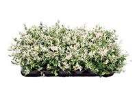 Euonymus fort. Harlequin