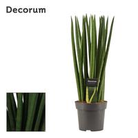Sansevieria Cylindrica Spaghetti
