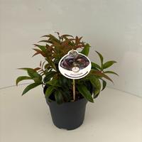 Leucothoe Carinella