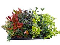 Shrubs in varieties Deluxe
