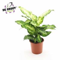 Dieffenbachia Mars