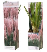 Cortaderia Pampas rosea