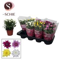 Chrysant Chrystal Mix