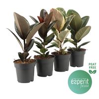 Ficus elastica varieties
