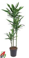 Dracaena Cintho 90-60-30