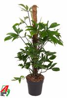 Philodendron Pedatum Moss Stick